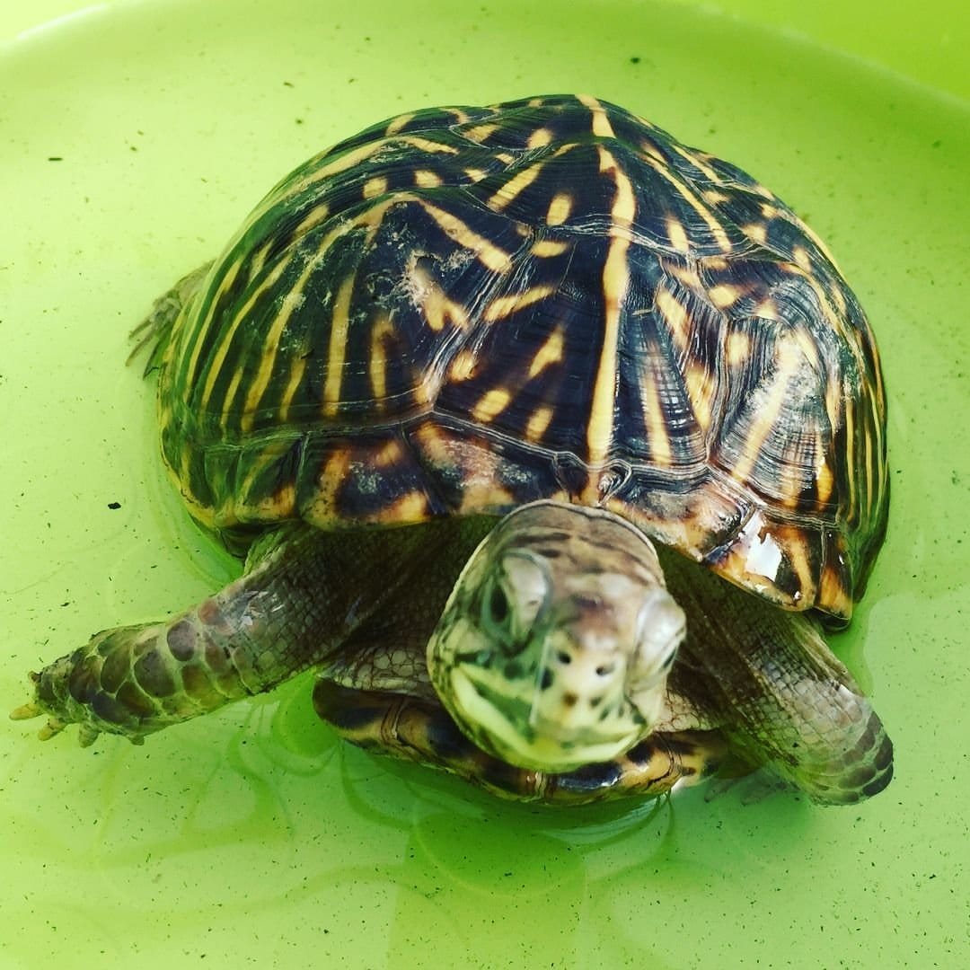 Ornate Box Turtle for sale - Image 2