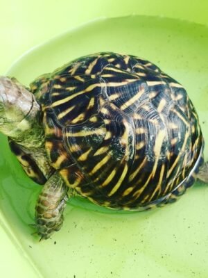 Ornate Box Turtle for sale