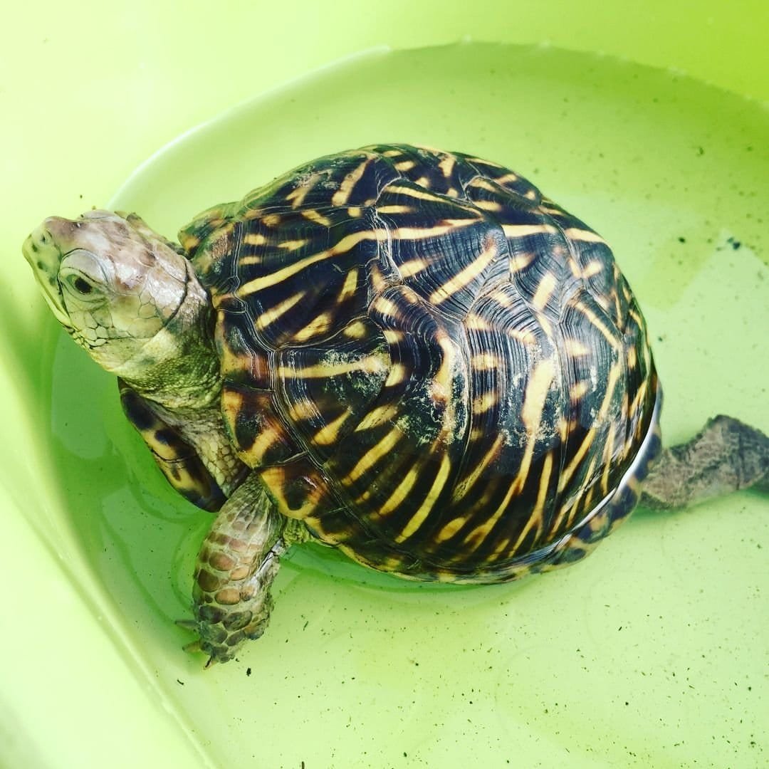 Ornate Box Turtle for sale