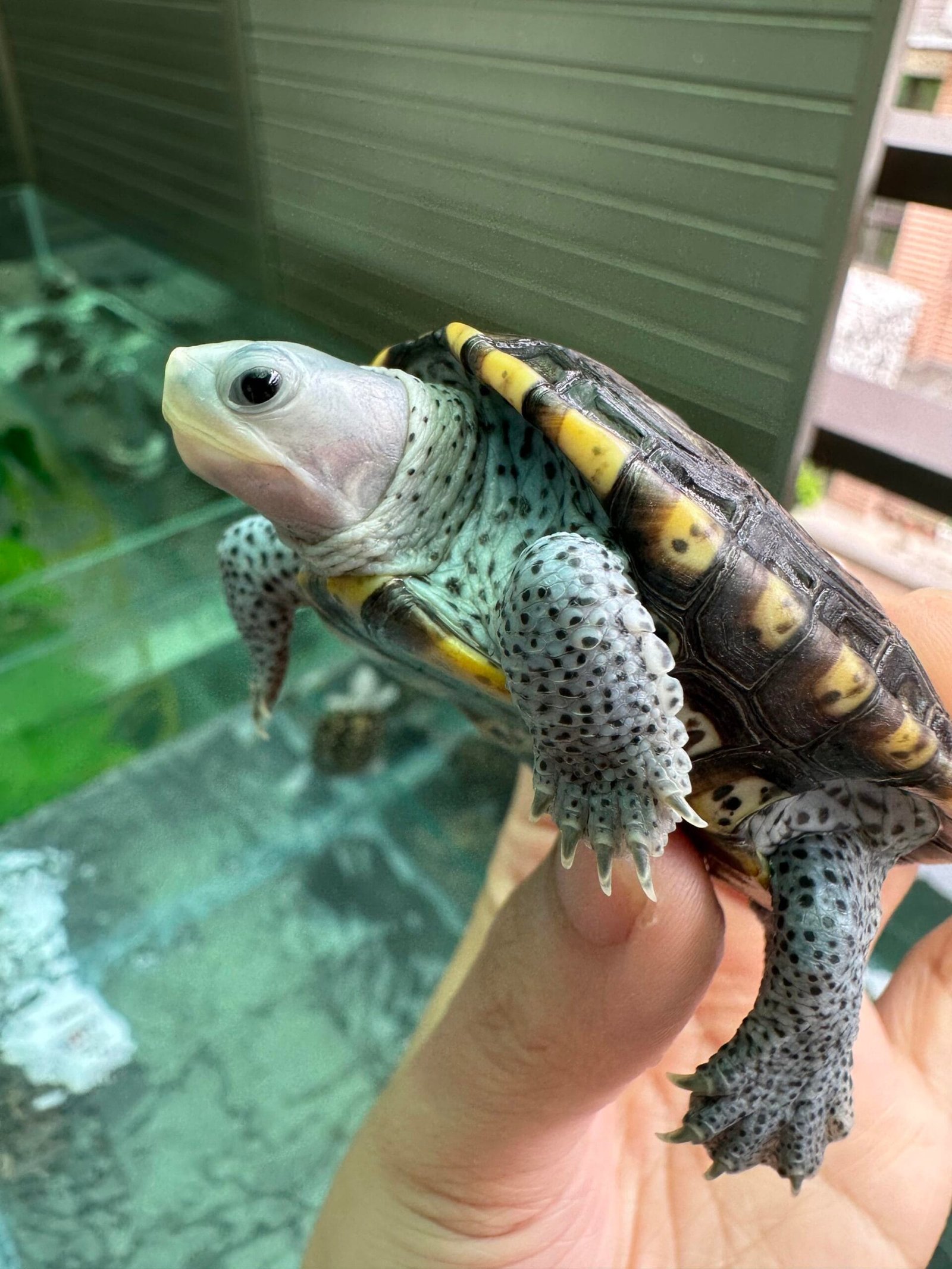 Diamondback Terrapin For Sale - Image 2