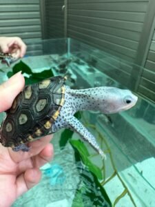 Diamondback Terrapin For Sale