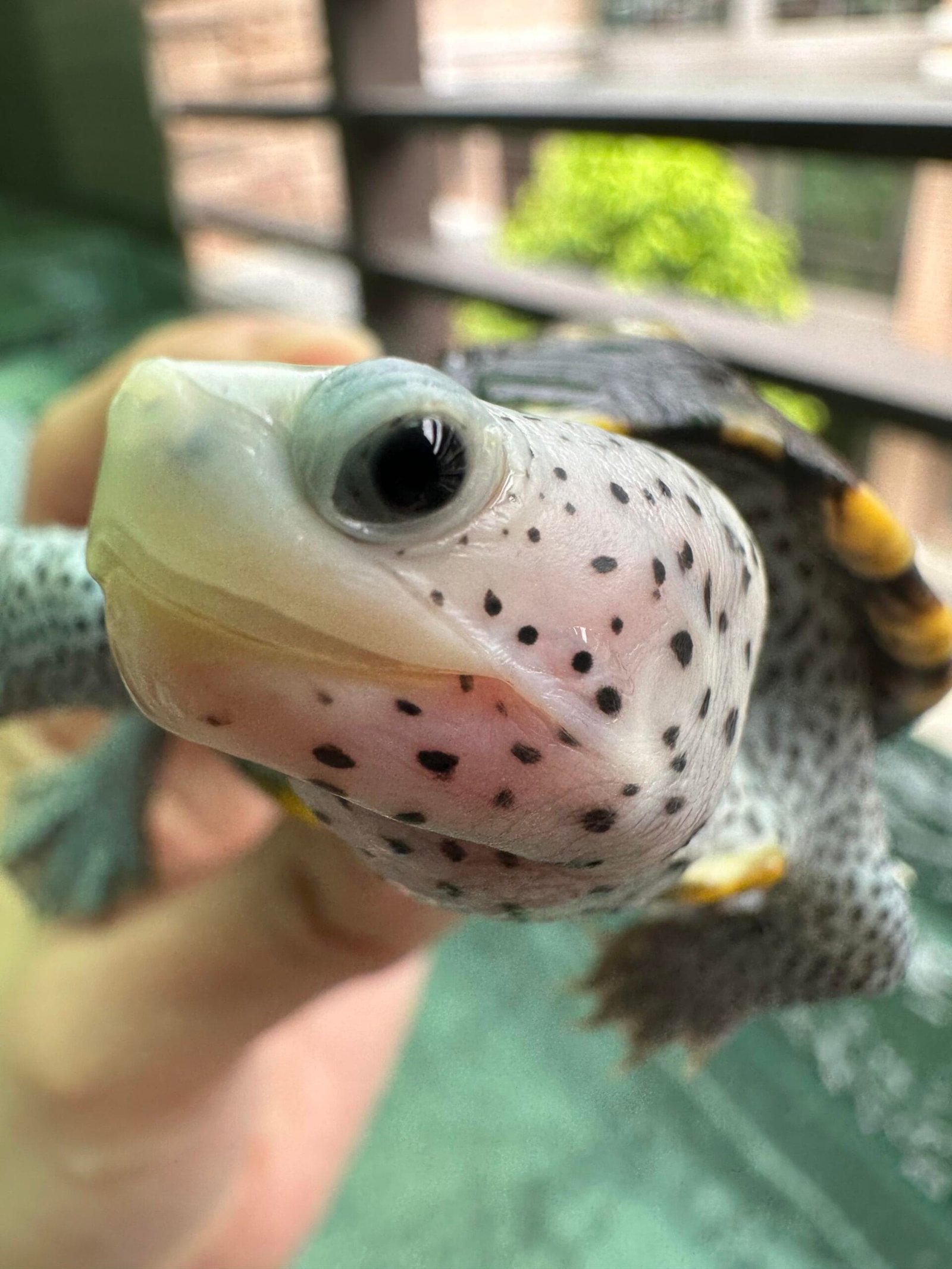 Diamondback Terrapin For Sale - Image 3