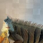 Green Iguana For Sale