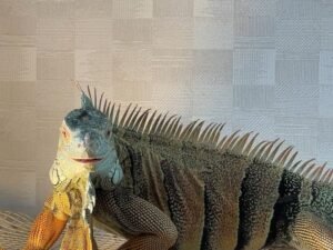 Green Iguana For Sale