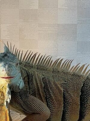 Green Iguana For Sale