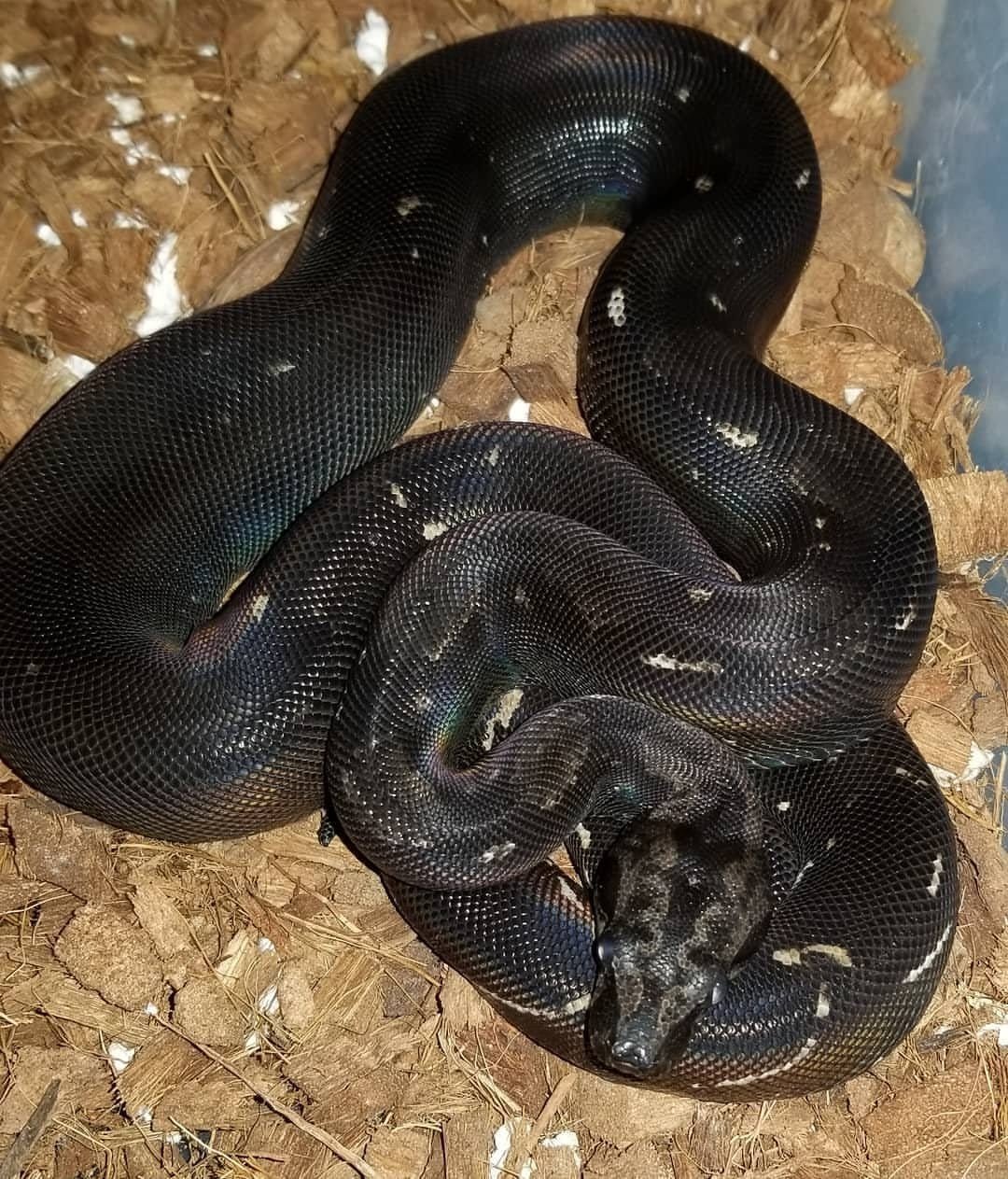 Black Devil Boa For Sale - Image 2