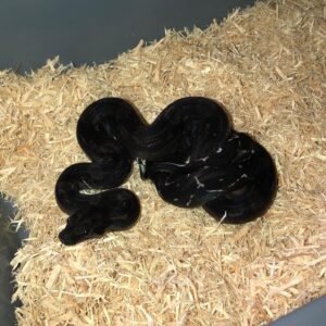 Black Devil Boa For Sale