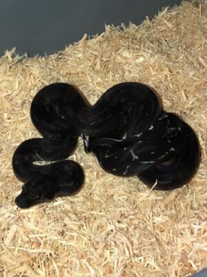 Black Devil Boa For Sale