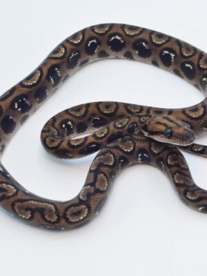 Anery Black Spot Brazilian Rainbow Boa For Sale