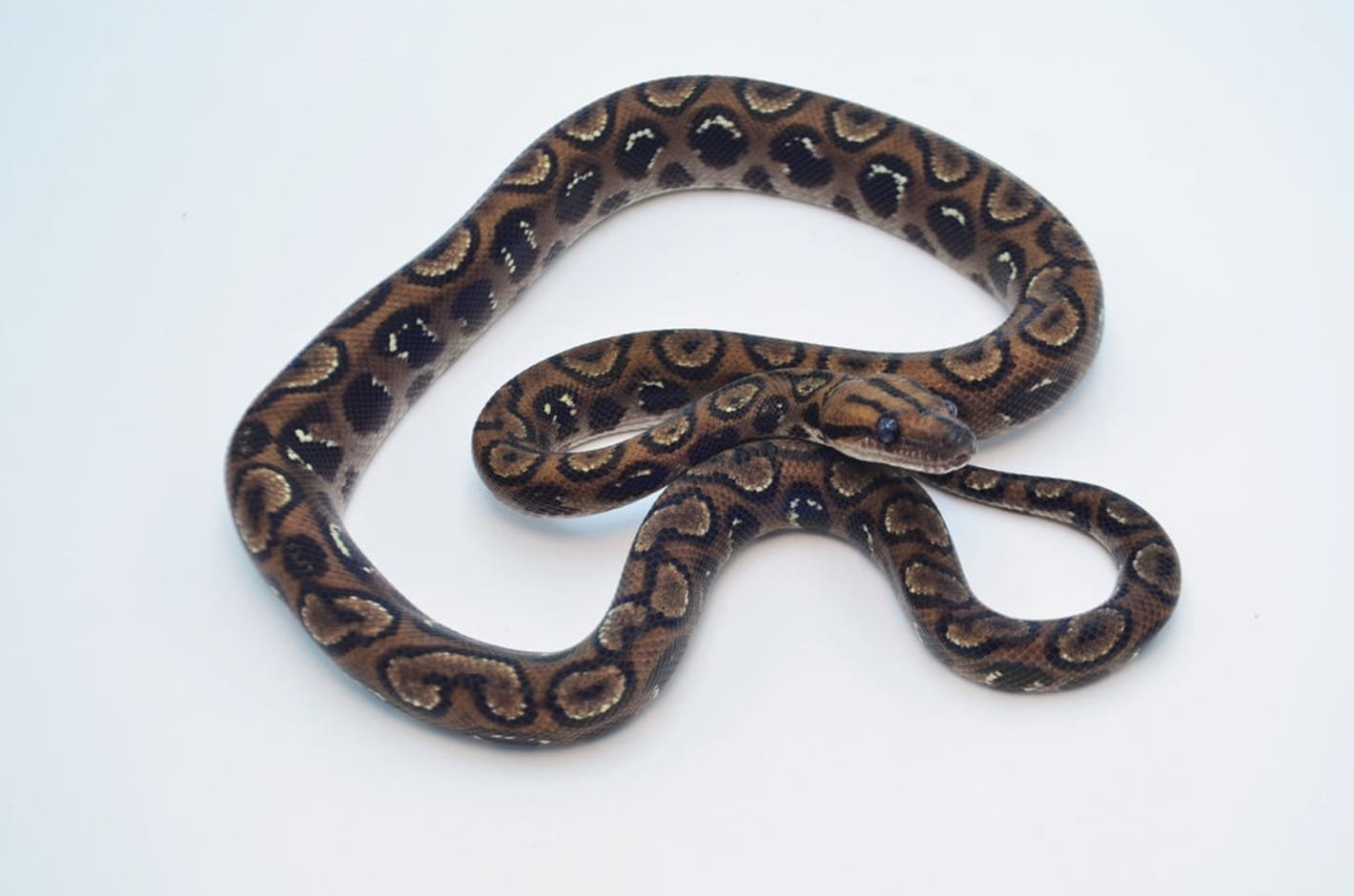 Anery Black Spot Brazilian Rainbow Boa For Sale