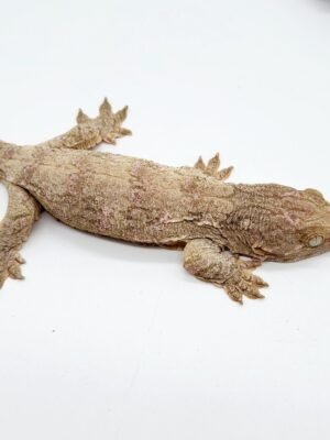 Gran Terre Leachianus Gecko For Sale