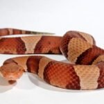 High Orange Trans-Pecos Copperhead For Sale