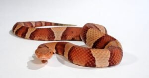 High Orange Trans-Pecos Copperhead For Sale