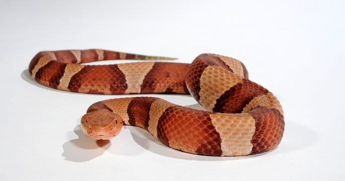 High Orange Trans-Pecos Copperhead For Sale