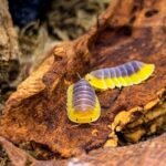 Blue Lemon Isopod For Sale
