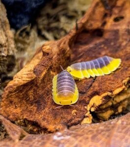 Blue Lemon Isopod For Sale
