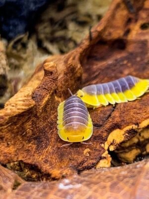 Blue Lemon Isopod For Sale