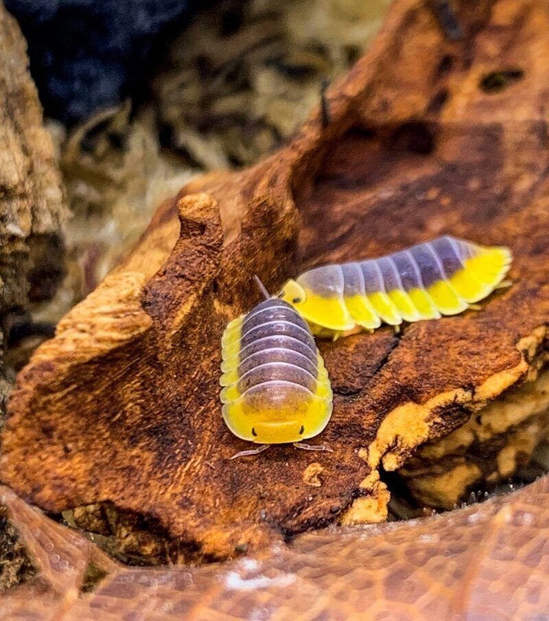 Blue Lemon Isopod For Sale