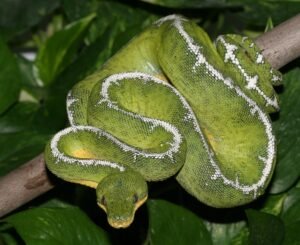 Amazon Basin Emerald Tree Boa For Sale