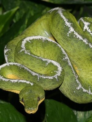 Amazon Basin Emerald Tree Boa For Sale