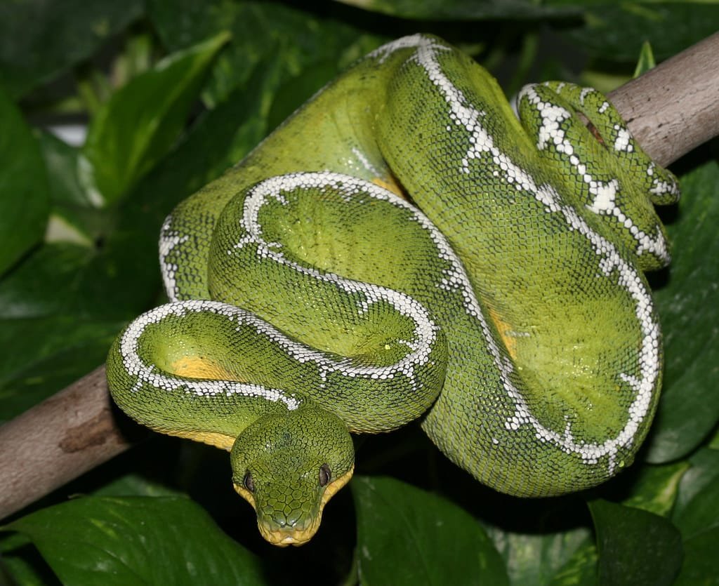 Amazon Basin Emerald Tree Boa For Sale
