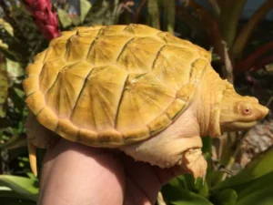 Albino Snapping Turtle For Sale