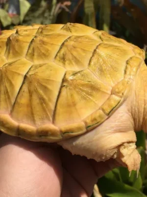 Albino Snapping Turtle For Sale