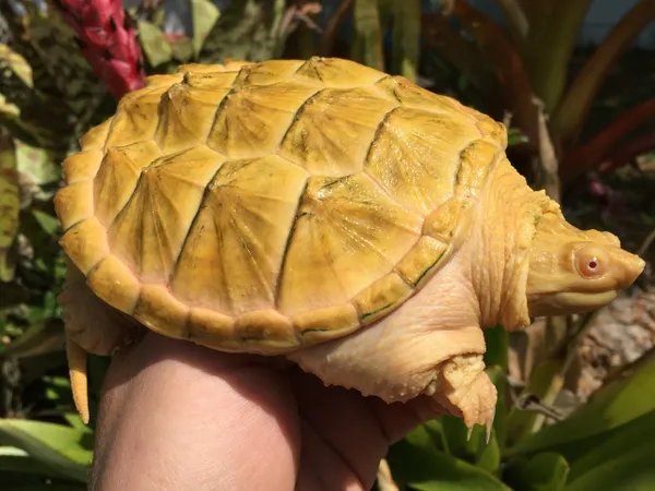 Albino Snapping Turtle For Sale