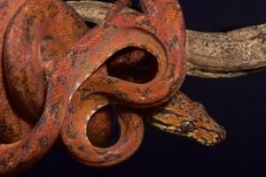 Pepper Phase Amazon Tree Boa For Sale