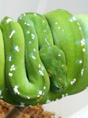 Aru Green Tree Python For Sale