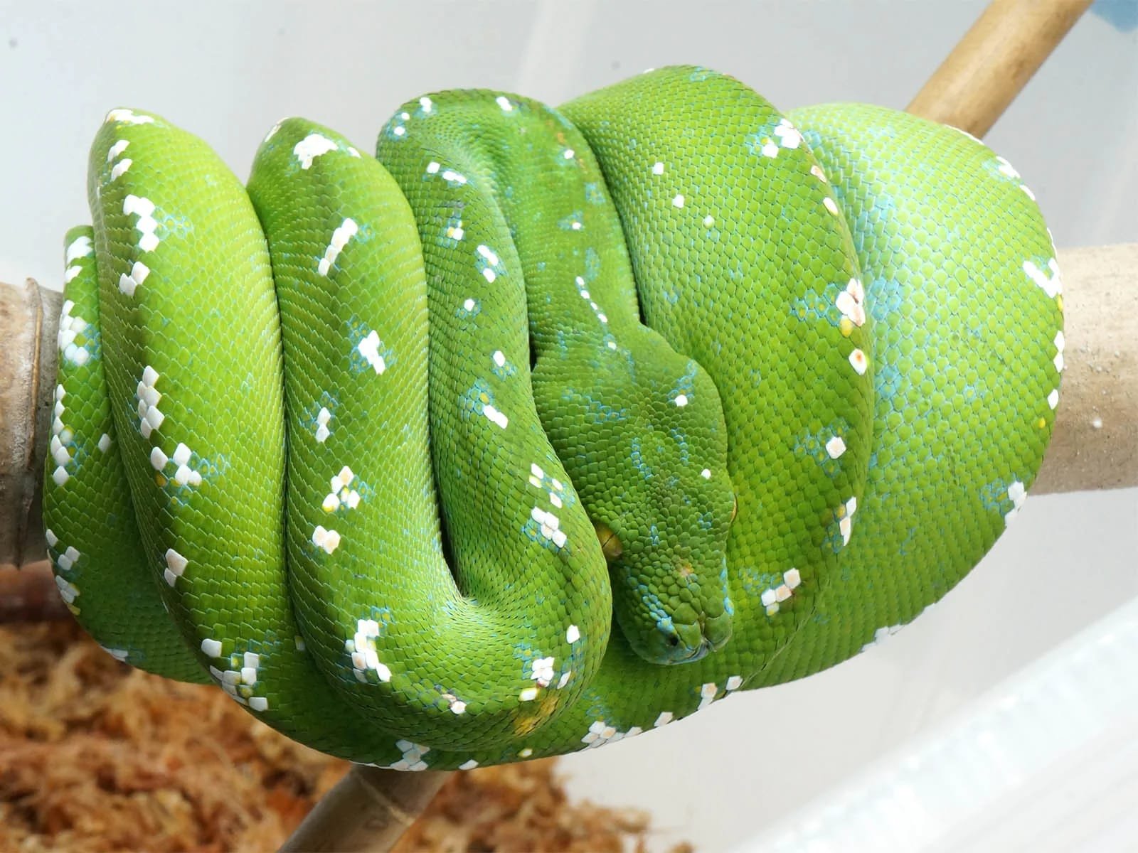 Aru Green Tree Python For Sale