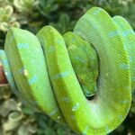 Biak Green Tree Python For Sale