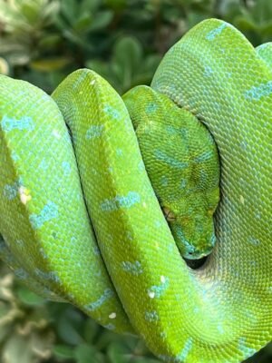 Biak Green Tree Python For Sale