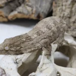 GTX 66% Het Melanistic Leachianus Gecko For Sale