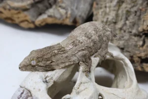 GTX 66% Het Melanistic Leachianus Gecko For Sale