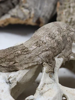 GTX 66% Het Melanistic Leachianus Gecko For Sale