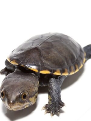 Narrow-Bridged Mexican Musk Turtle For Sale