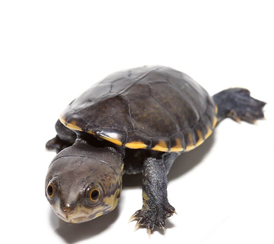Narrow-Bridged Mexican Musk Turtle For Sale