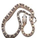 Scaleless Caramel Het Motley Cornsnake for sale | 2026