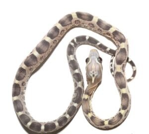 Scaleless Caramel Het Motley Cornsnake for sale | 2026