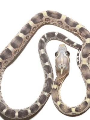 Scaleless Caramel Het Motley Cornsnake for sale | 2026