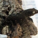 Dark Morph Leachianus Gecko For Sale