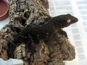 Dark Morph Leachianus Gecko For Sale