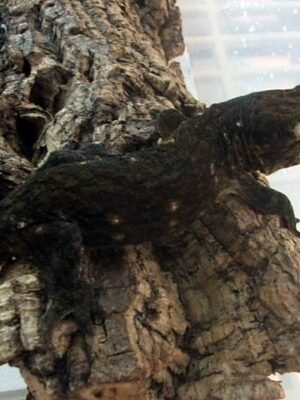 Dark Morph Leachianus Gecko For Sale