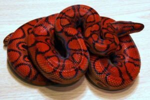 Brazilian Rainbow Boa For Sale