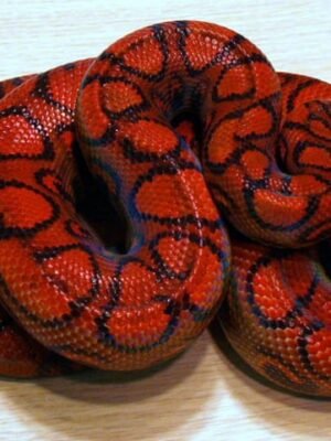 Brazilian Rainbow Boa For Sale