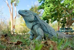 Grand Cayman Blue Iguana For Sale