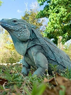 Grand Cayman Blue Iguana For Sale