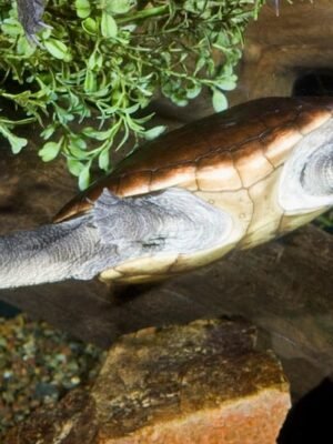 Adult Reimanns Snake-Neck Turtle For Sale
