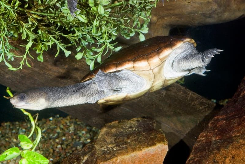 Adult Reimanns Snake-Neck Turtle For Sale